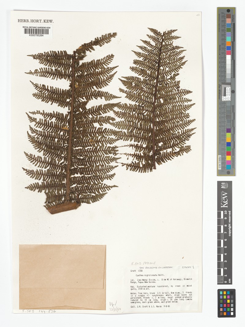 Alsophila nigrolineata photo 4