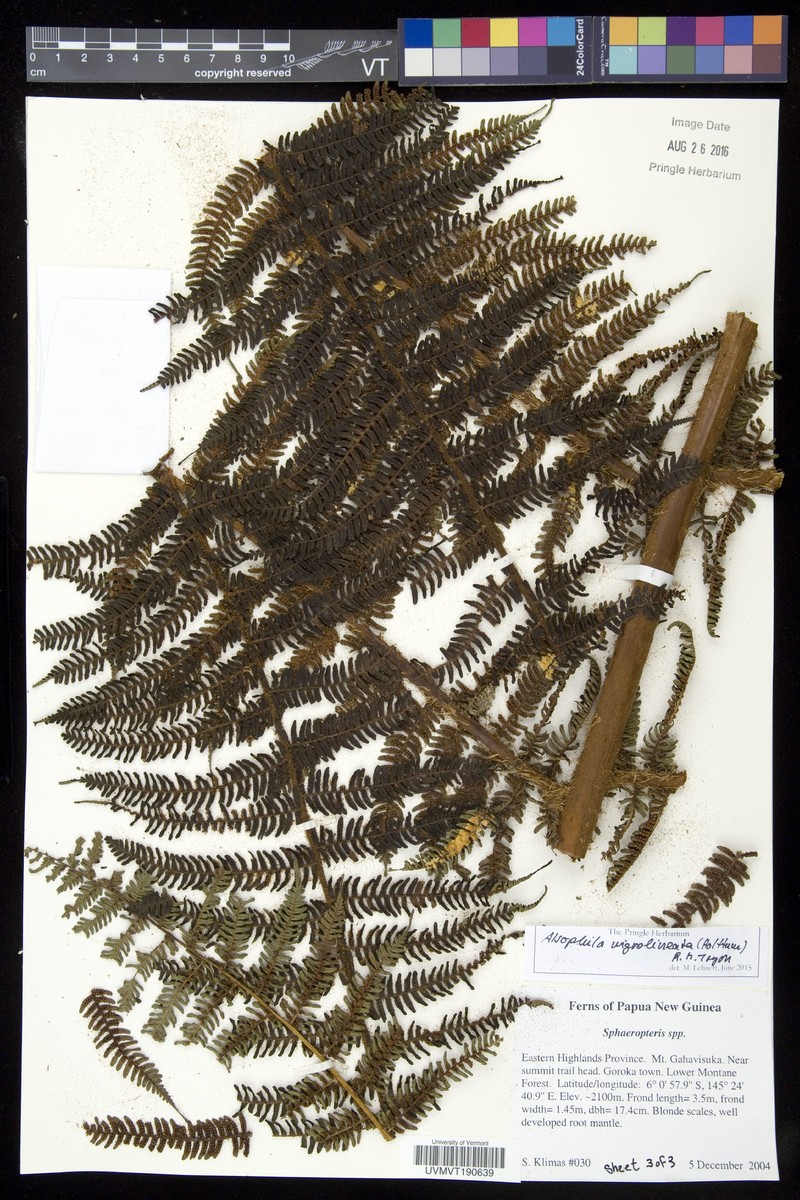 Alsophila nigrolineata