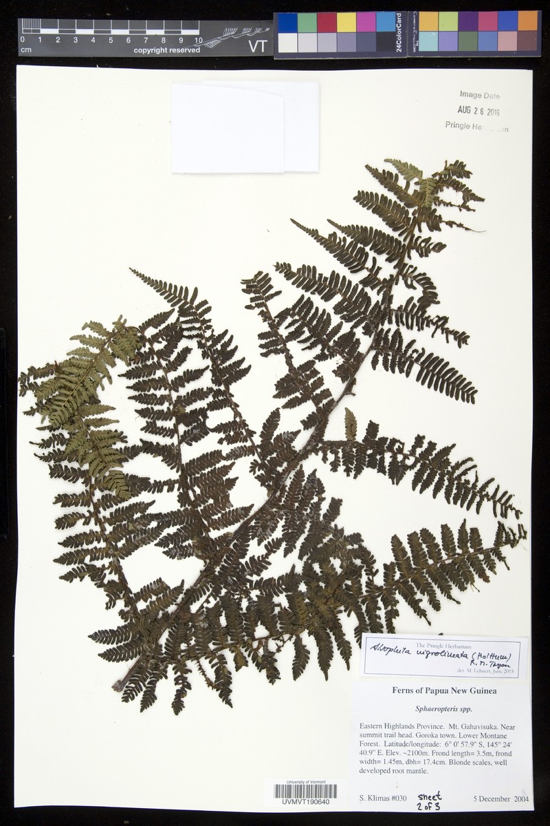 Alsophila nigrolineata photo 2