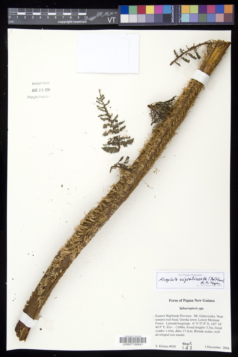 Alsophila nigrolineata photo 3