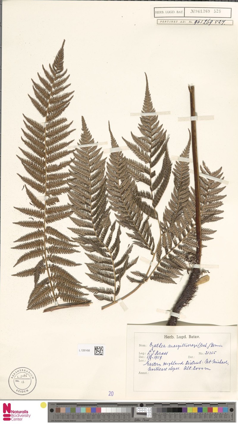 Alsophila nigropaleata