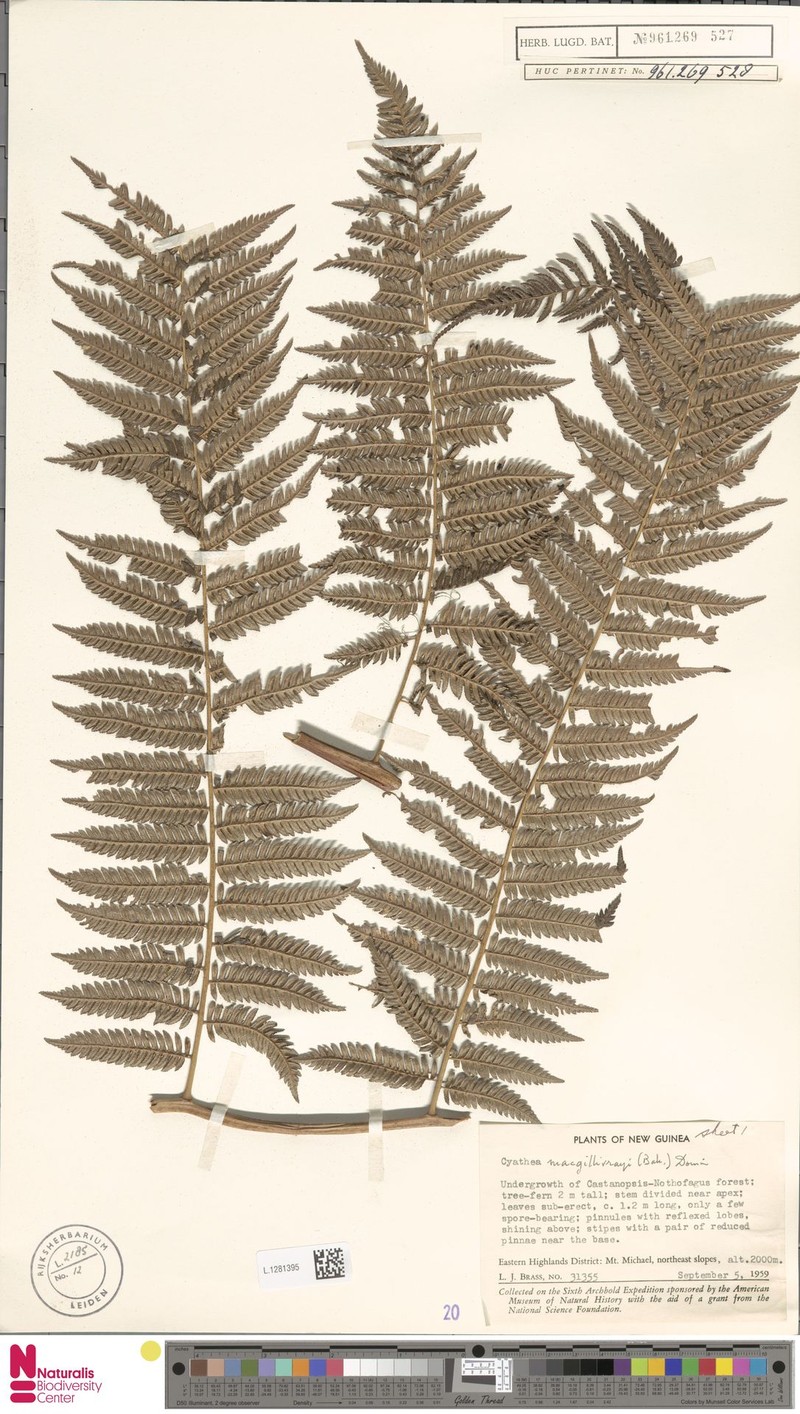 Alsophila nigropaleata photo 2