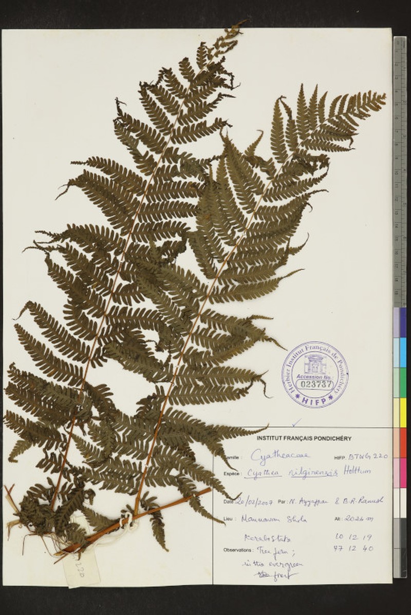 Alsophila nilgirensis photo 3