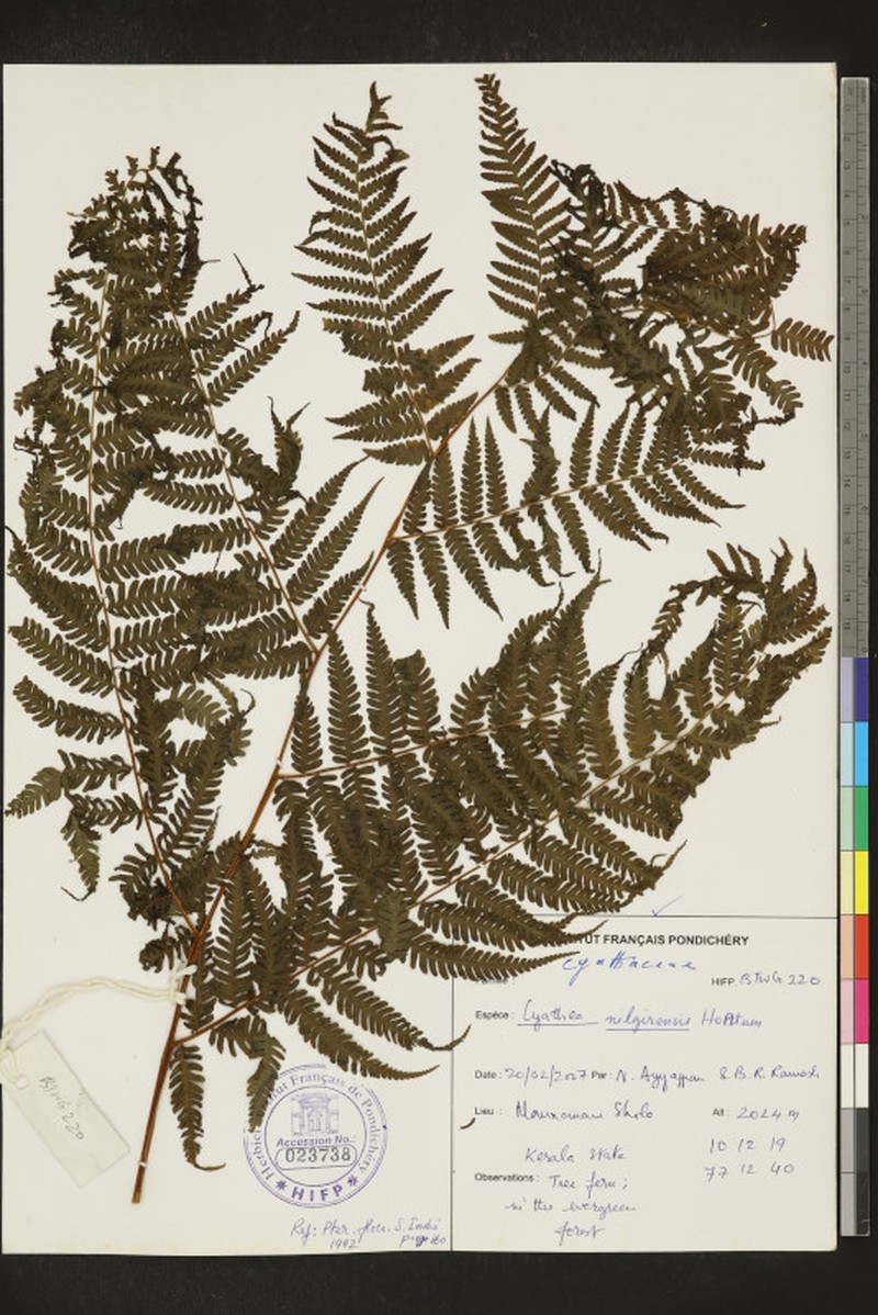 Alsophila nilgirensis photo 4