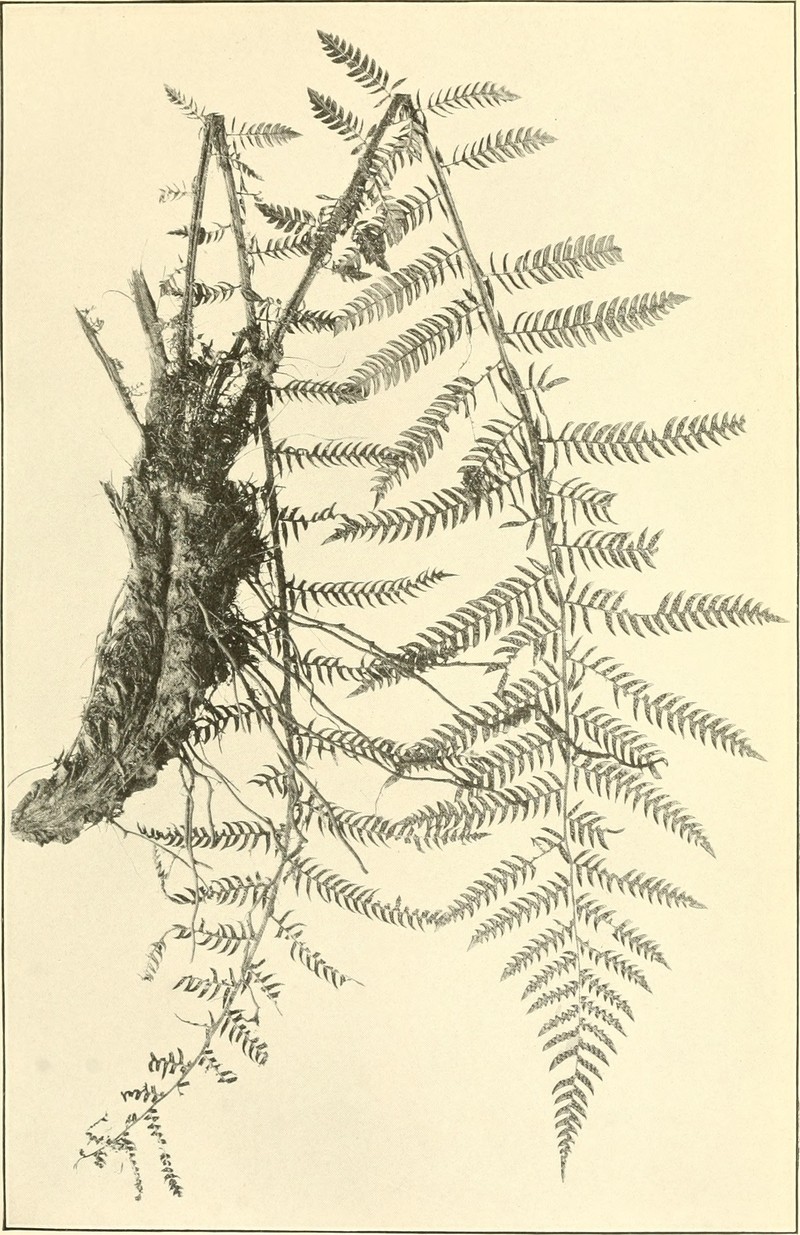 Alsophila nockii