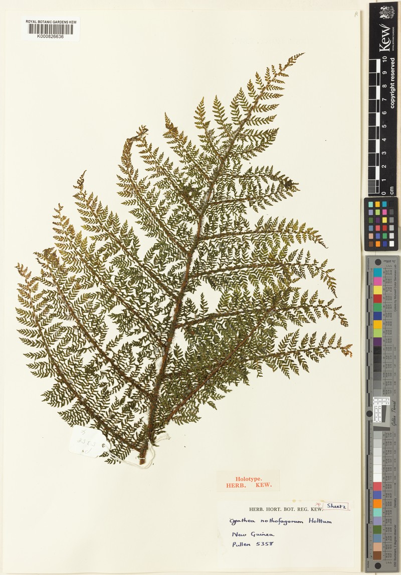 Alsophila nothofagorum photo 2