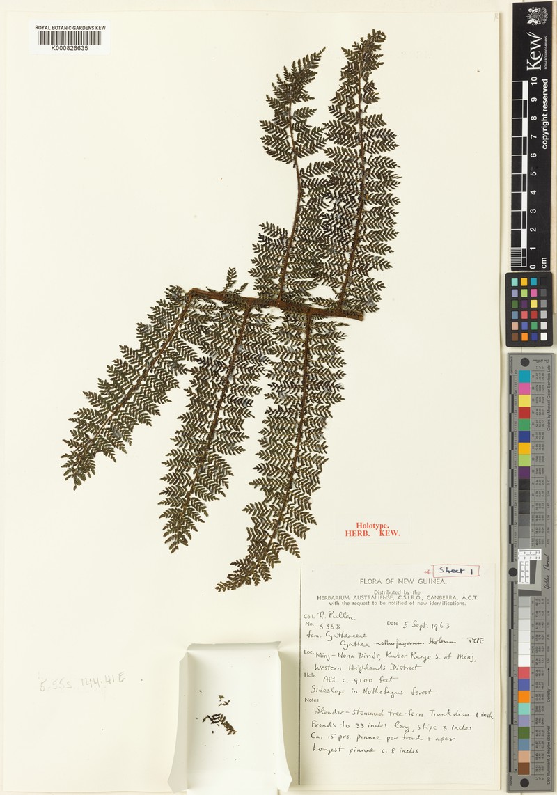 Alsophila nothofagorum photo 3