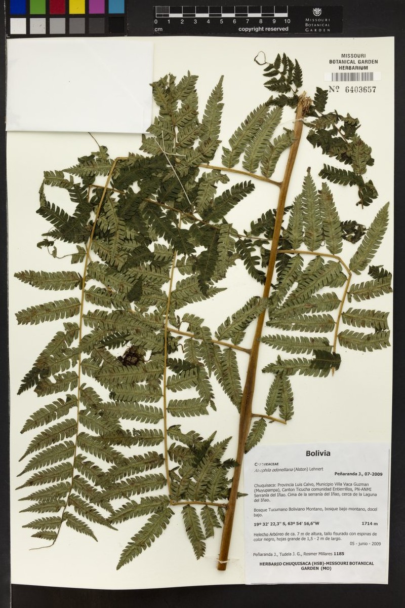 Alsophila odonelliana photo 6