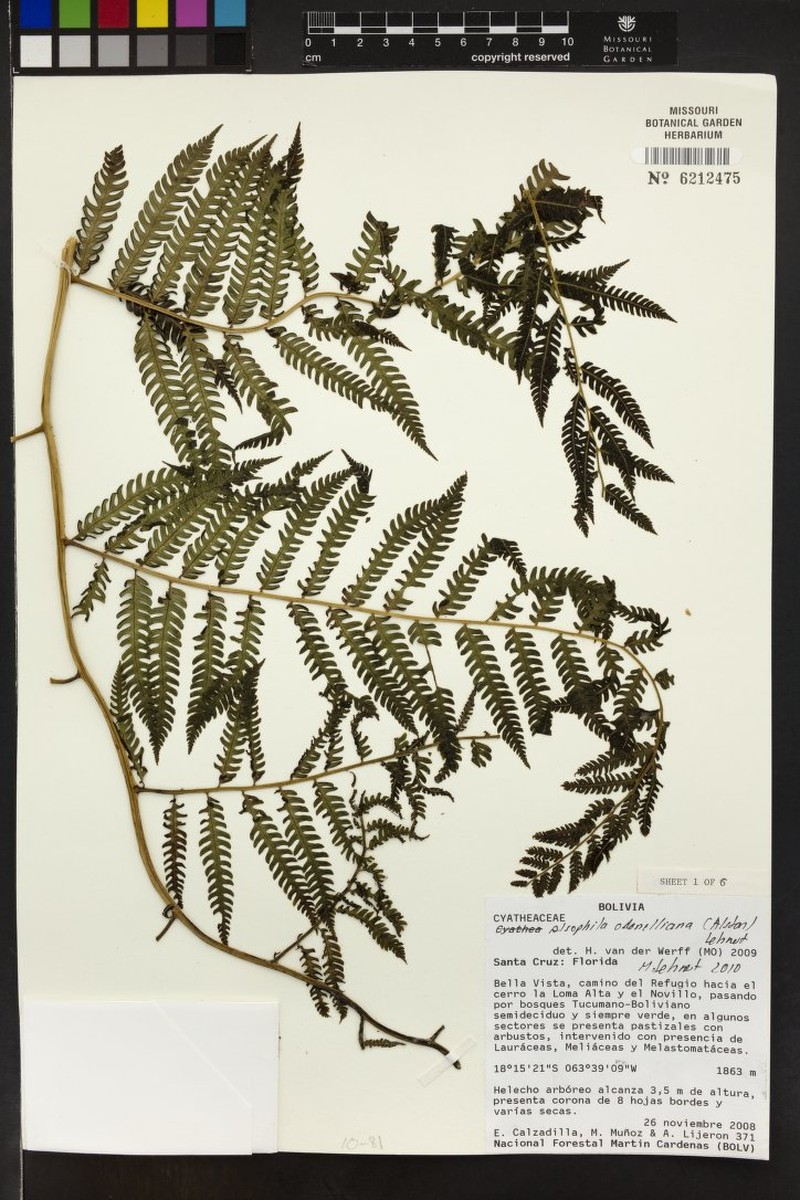 Alsophila odonelliana photo 8