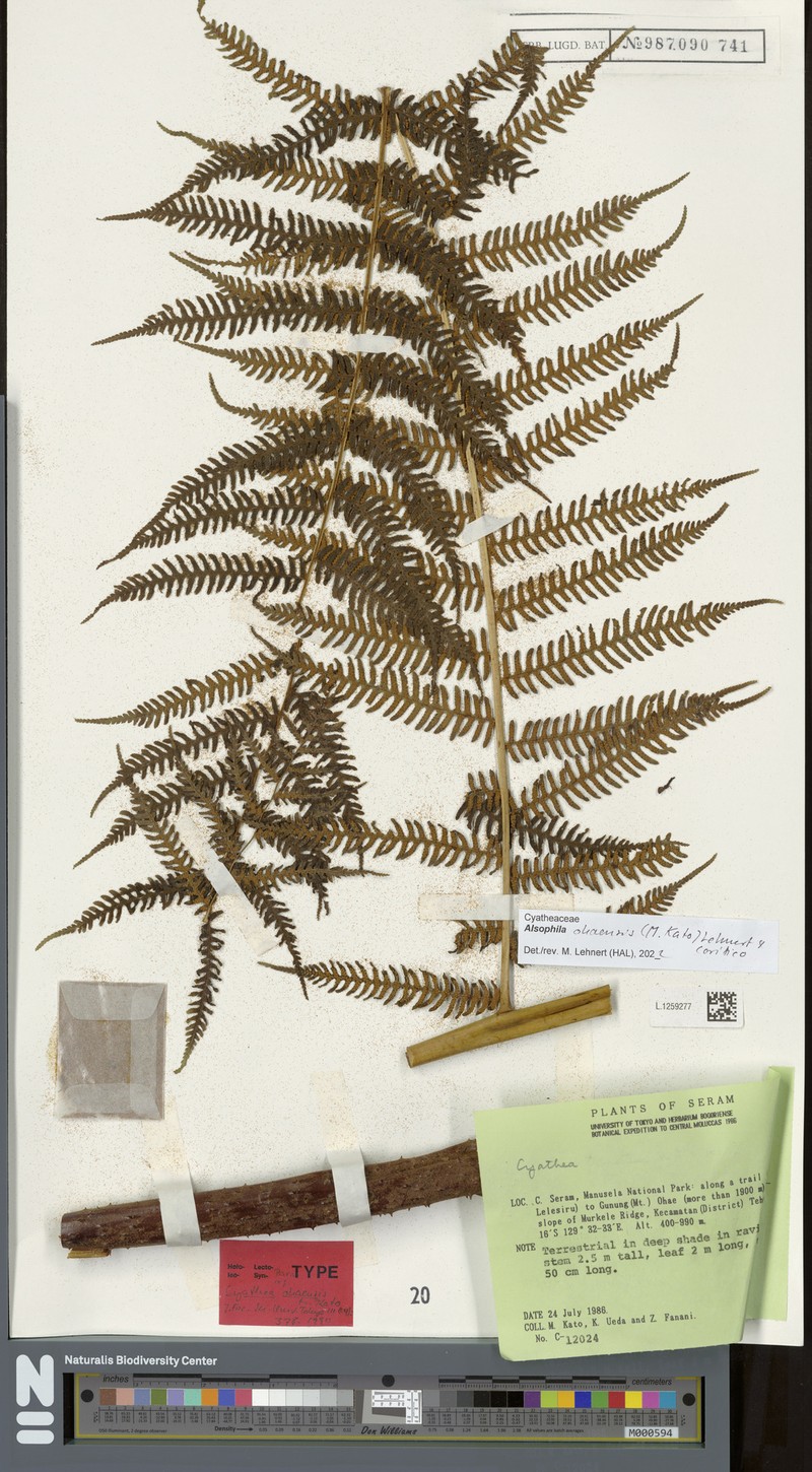 Alsophila ohaensis