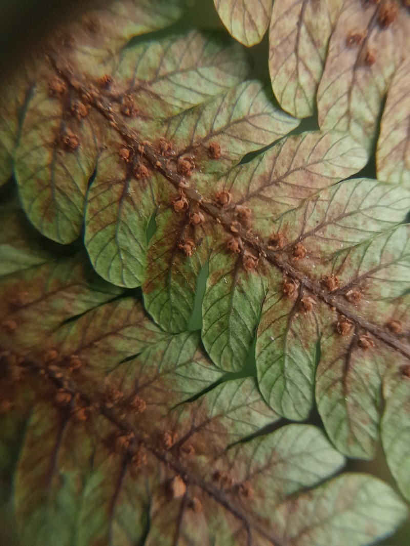 Alsophila oinops photo 2