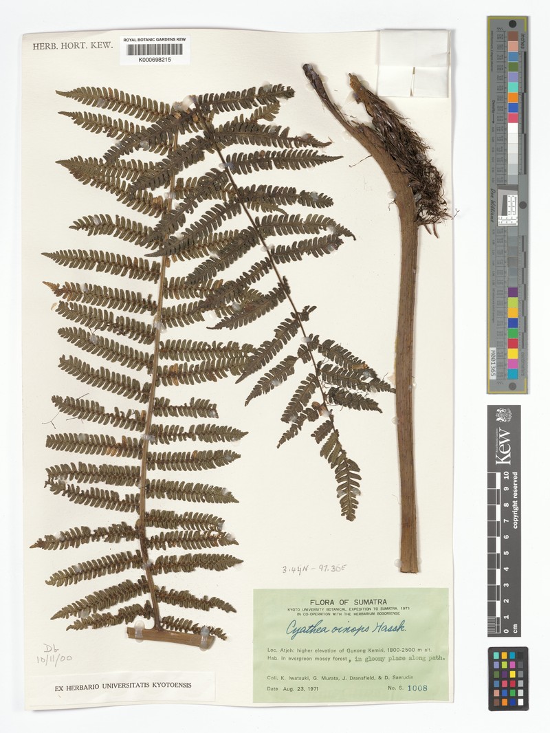 Alsophila oinops photo 4