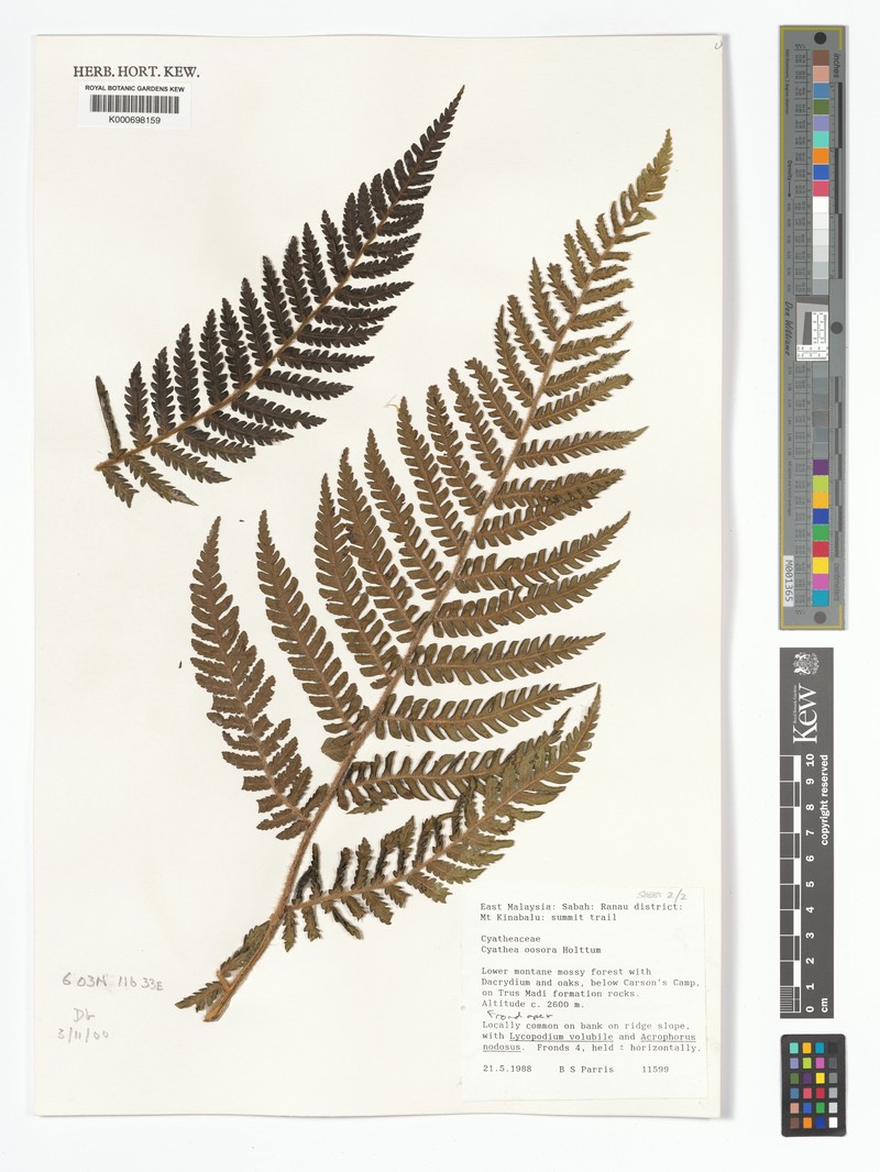 Alsophila oosora