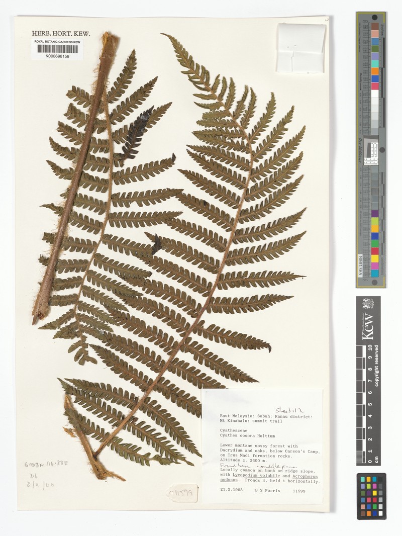 Alsophila oosora photo 2
