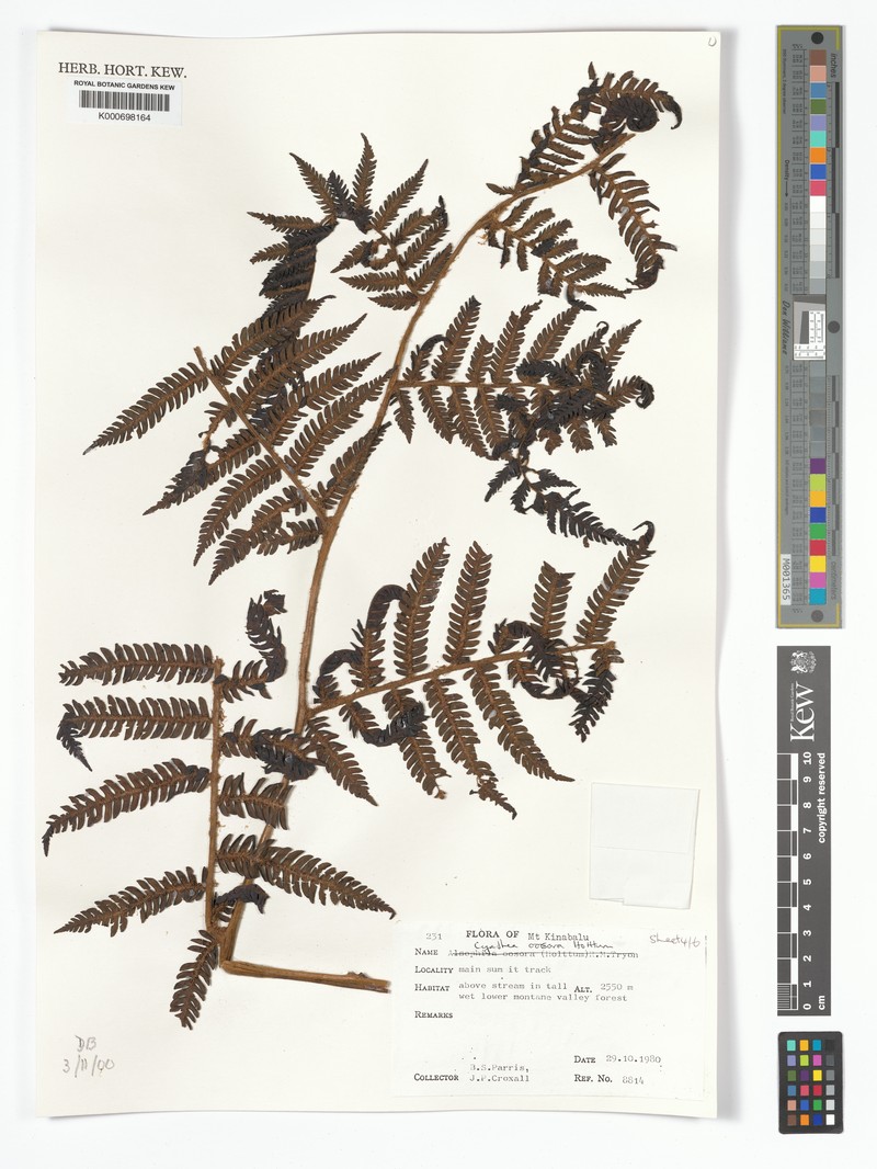 Alsophila oosora photo 3