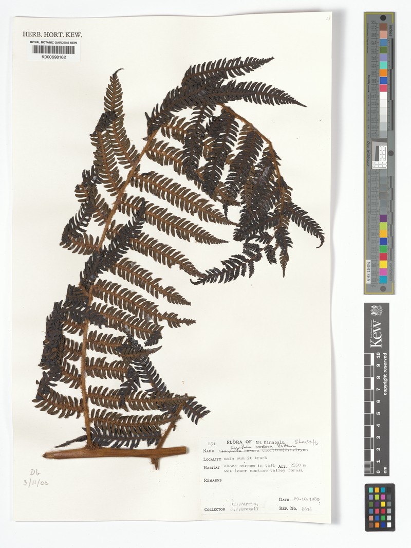 Alsophila oosora photo 4