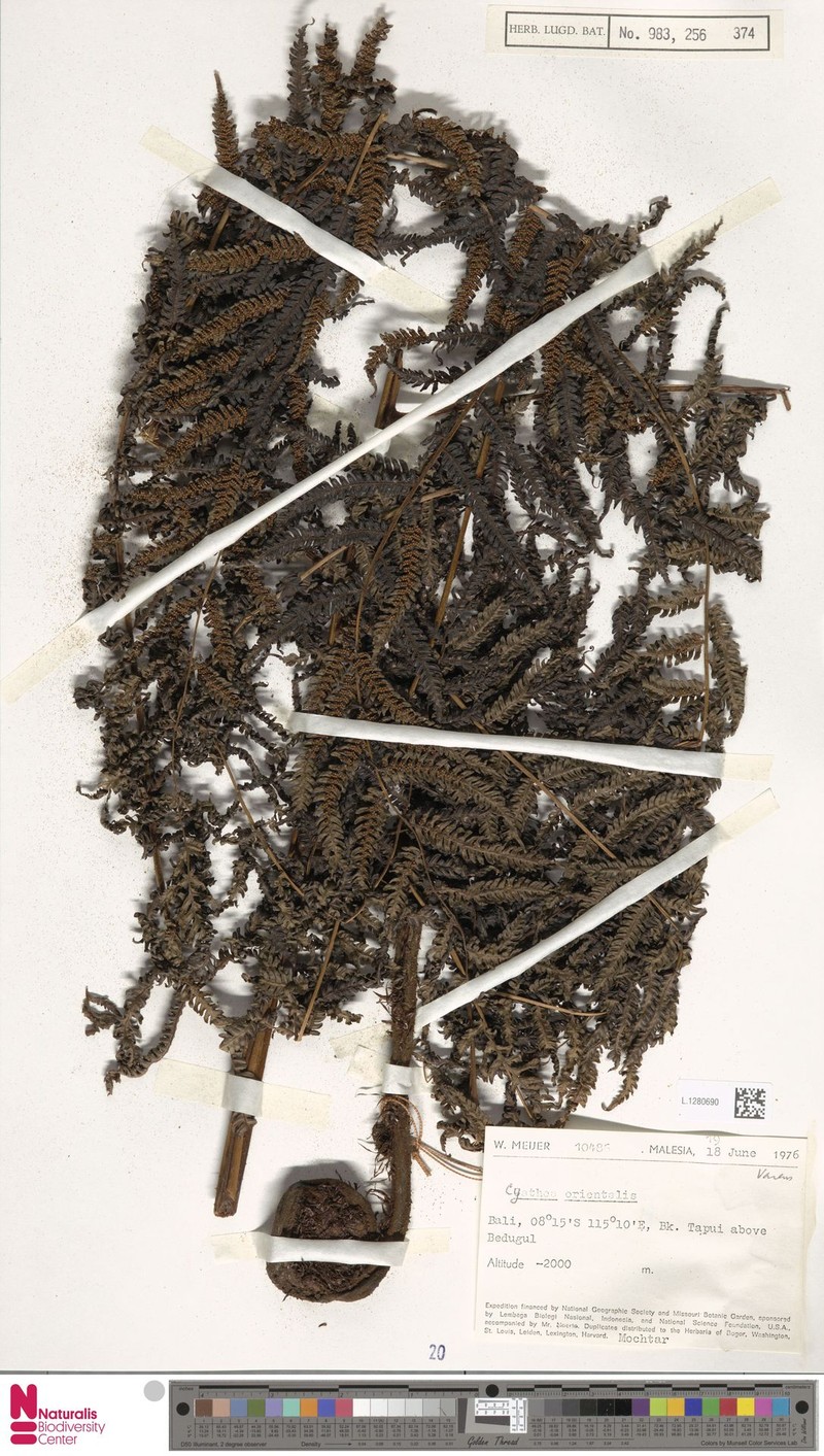 Alsophila orientalis photo 8