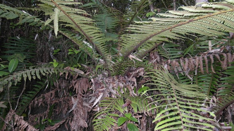 Alsophila orthogonalis