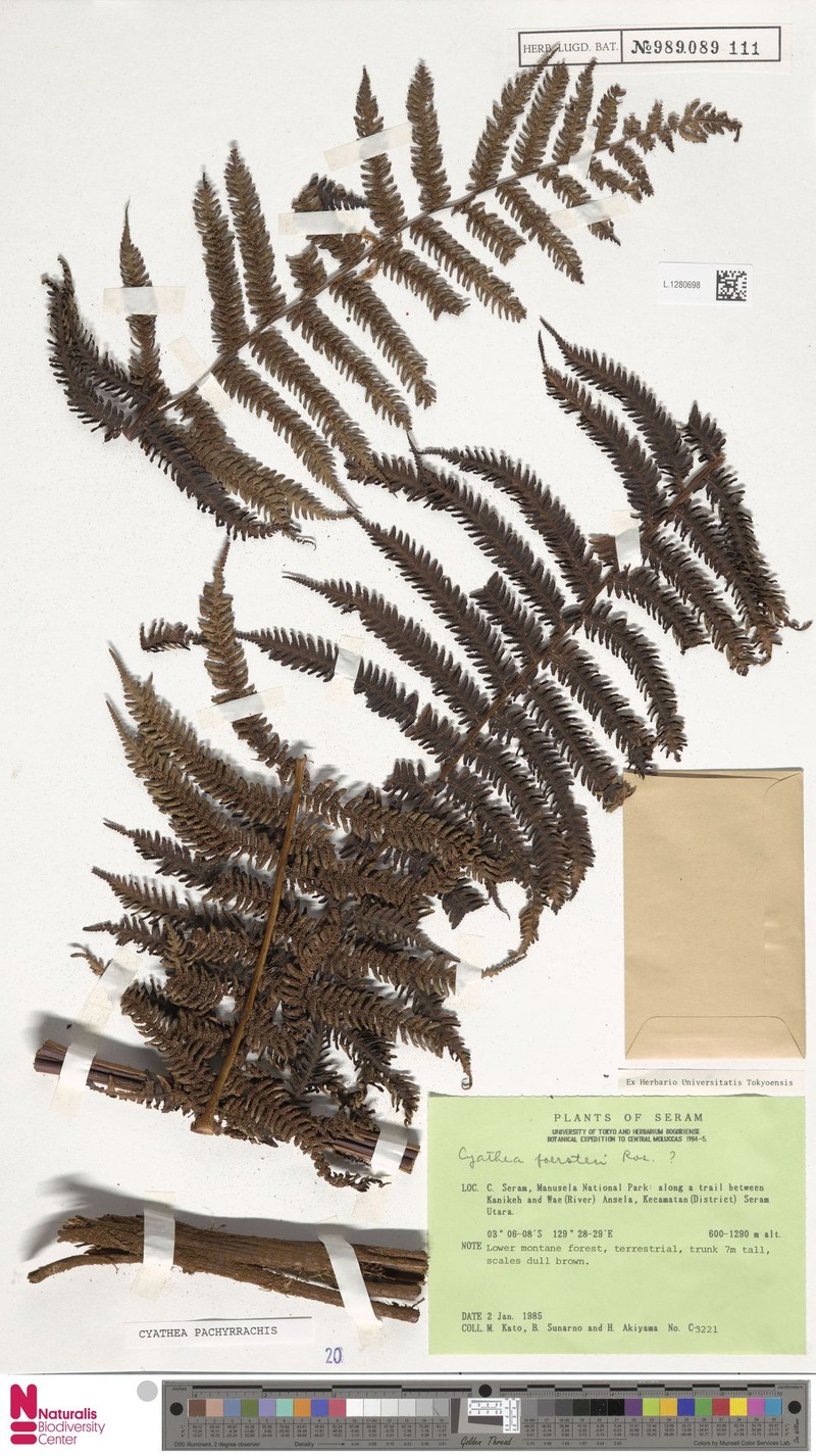 Alsophila pachyrrhachis