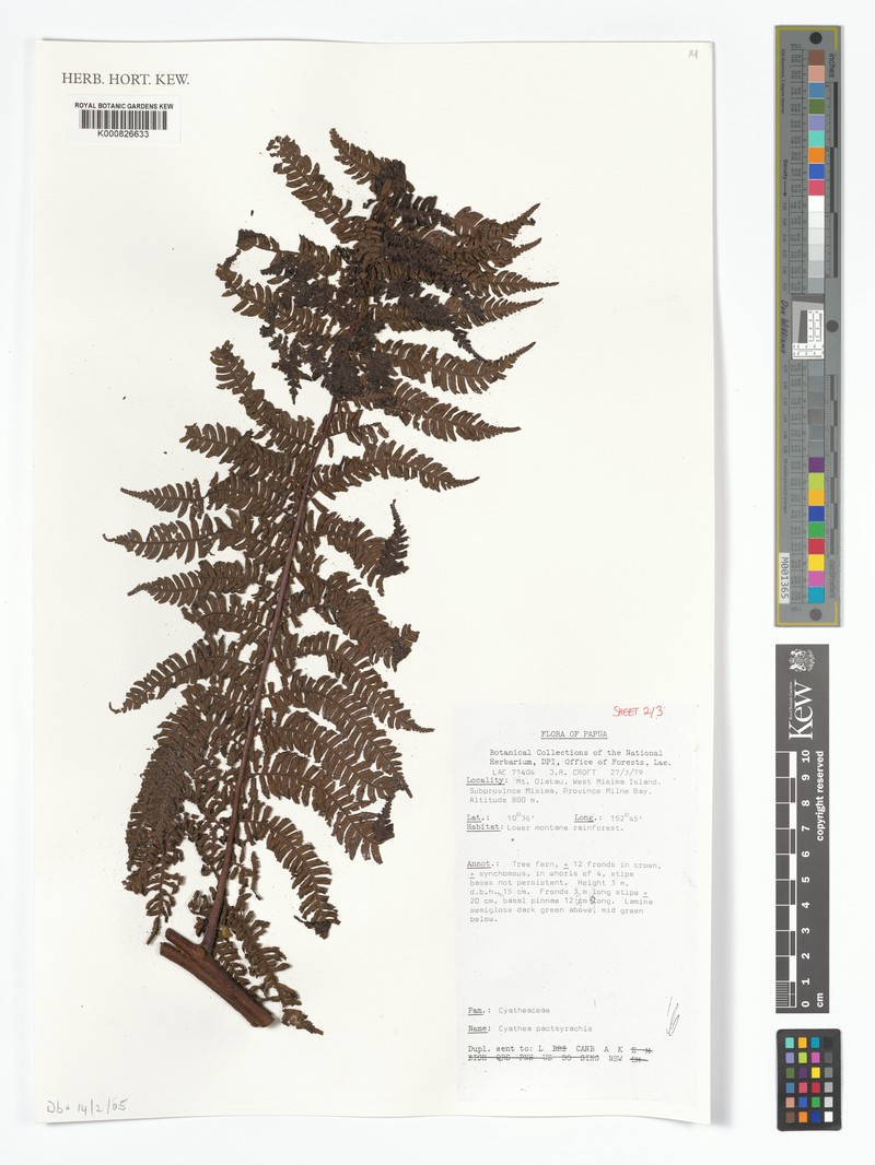 Alsophila pachyrrhachis photo 2