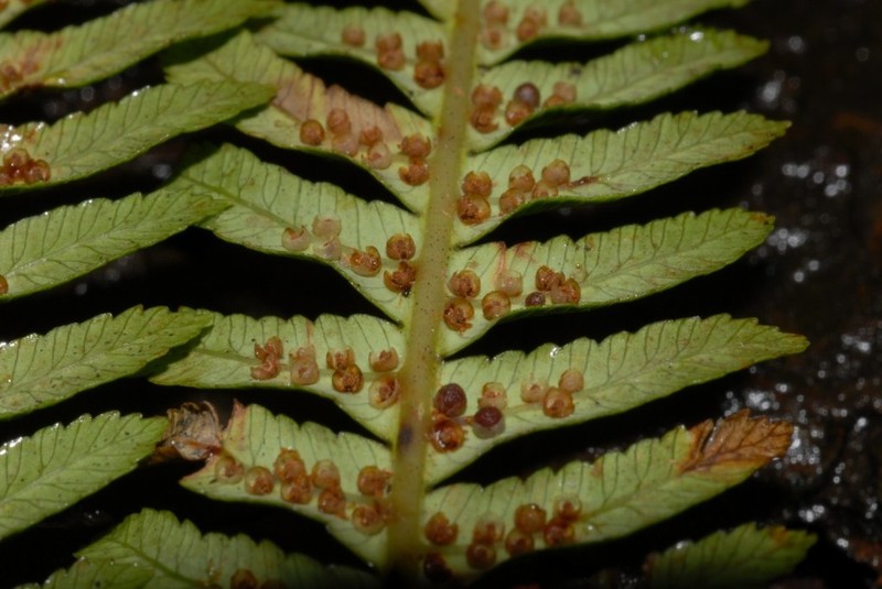 Alsophila parahildebrandtii