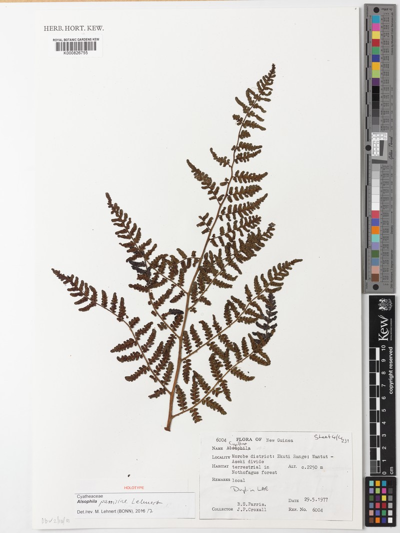 Alsophila parrisiae photo 2