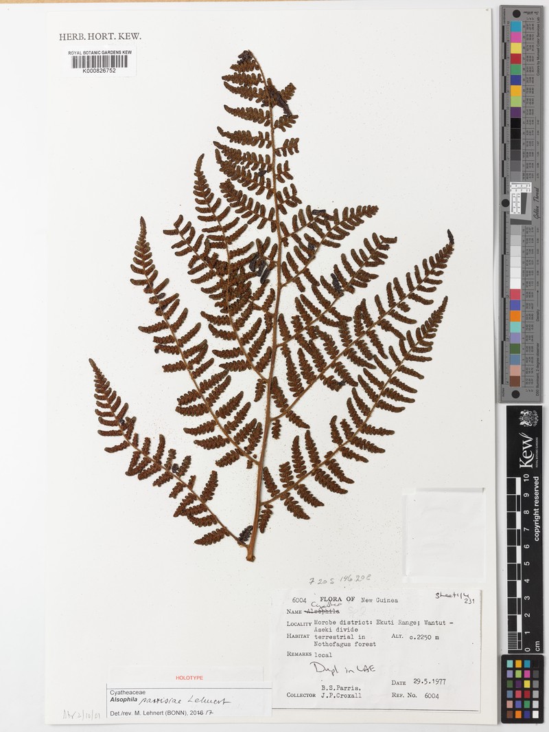 Alsophila parrisiae photo 3