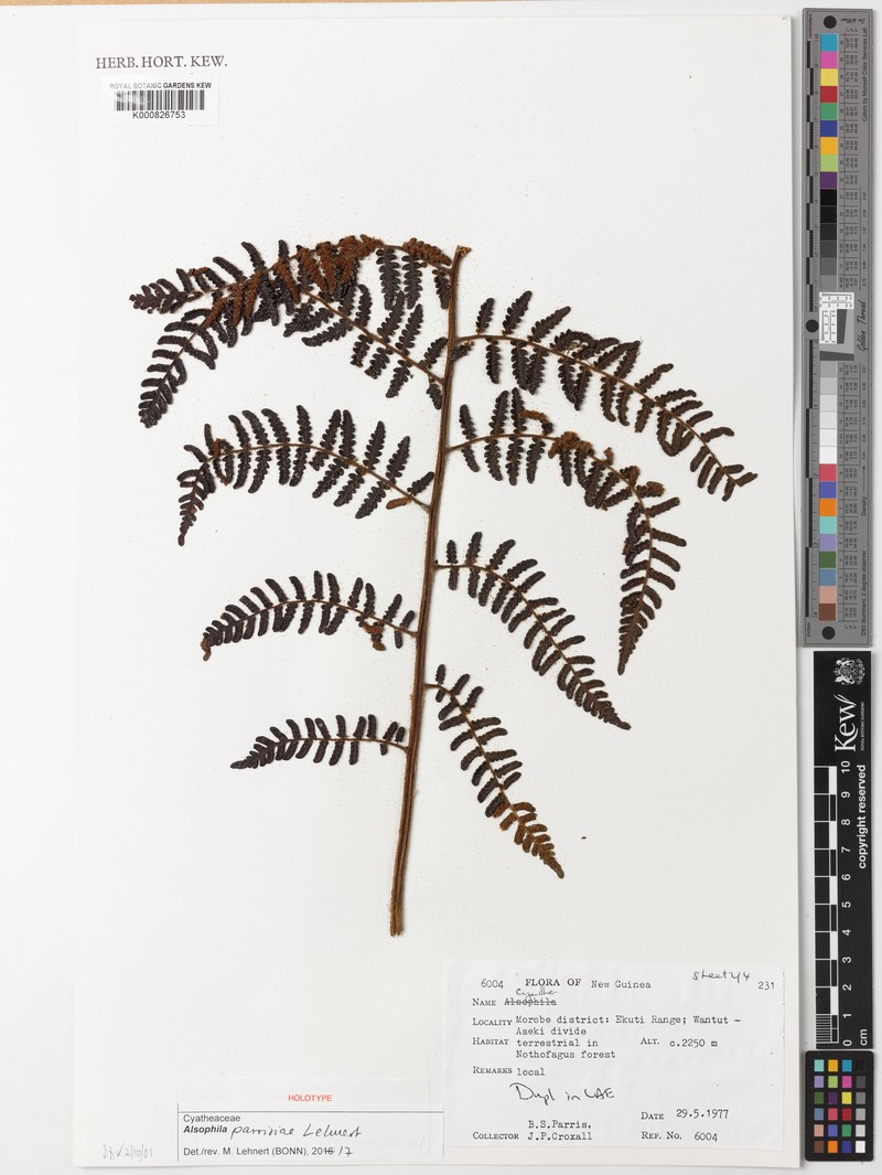 Alsophila parrisiae photo 4