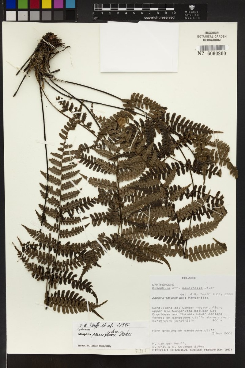 Alsophila paucifolia