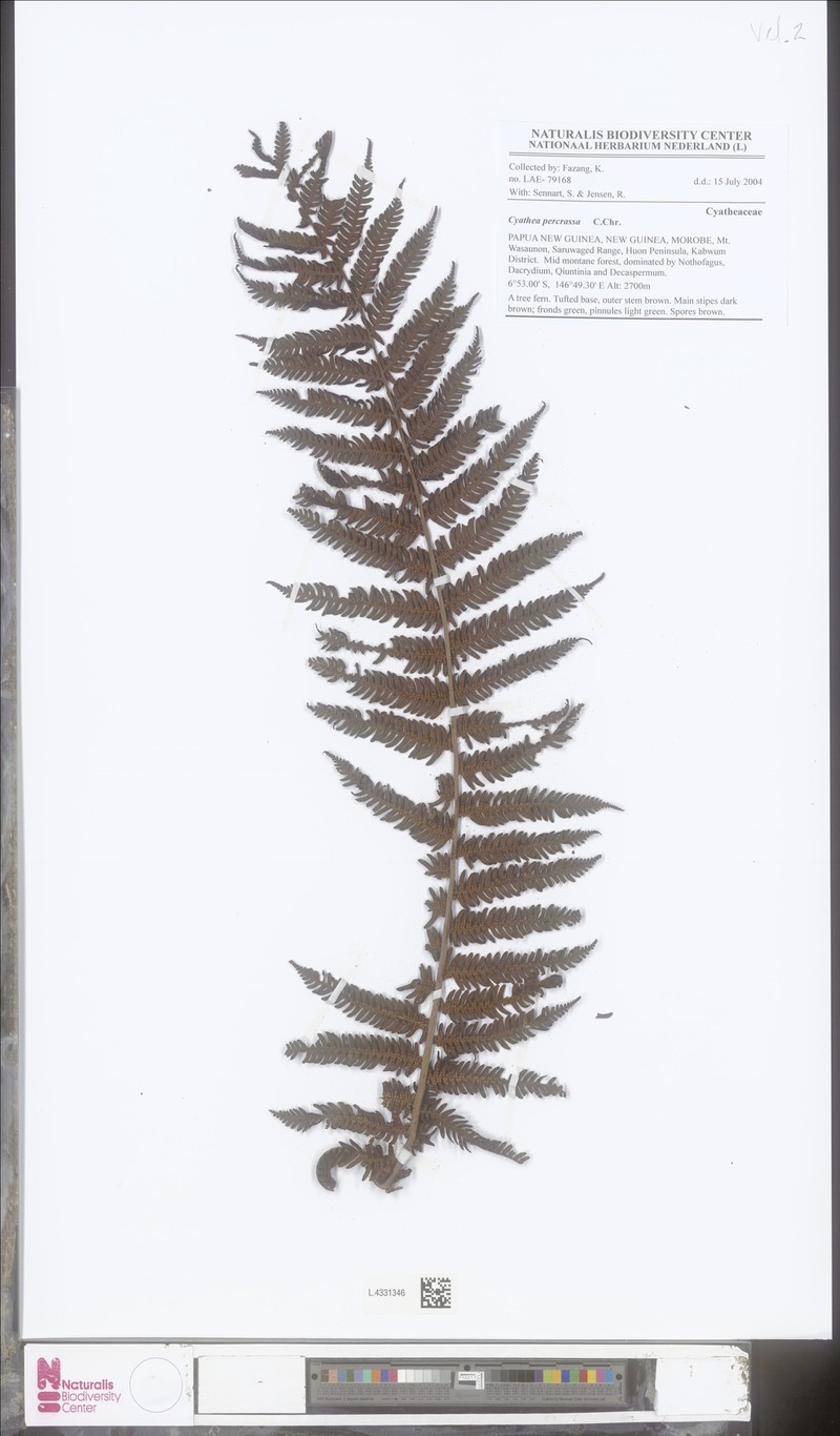 Alsophila percrassa photo 2