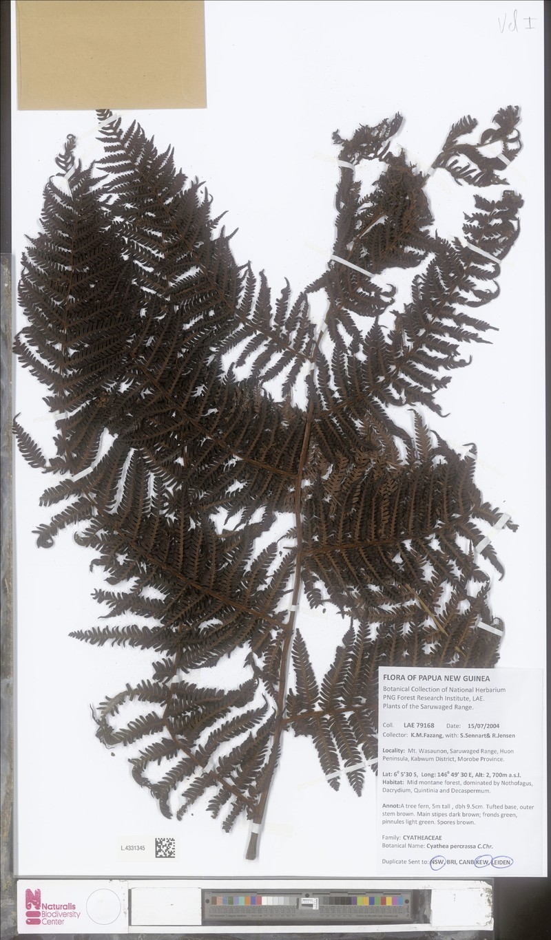 Alsophila percrassa photo 3