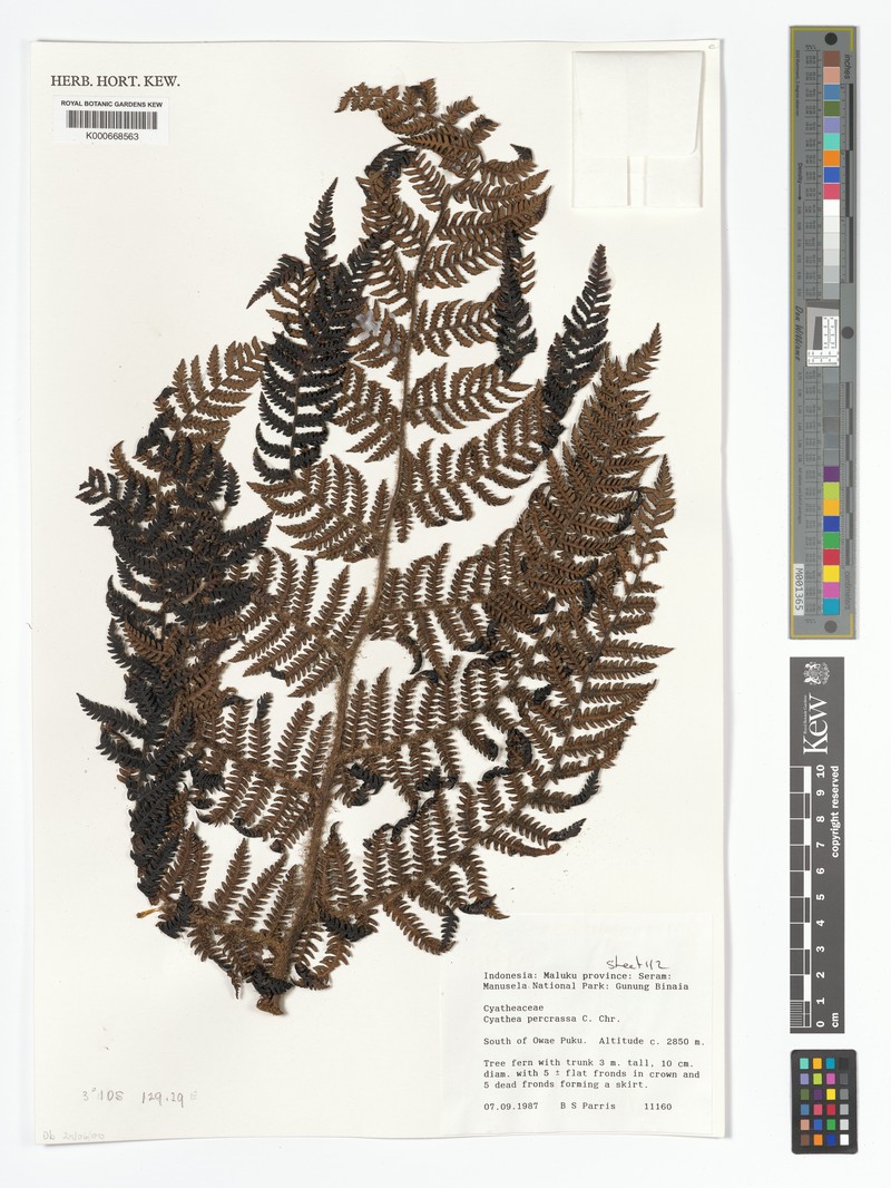 Alsophila percrassa photo 4