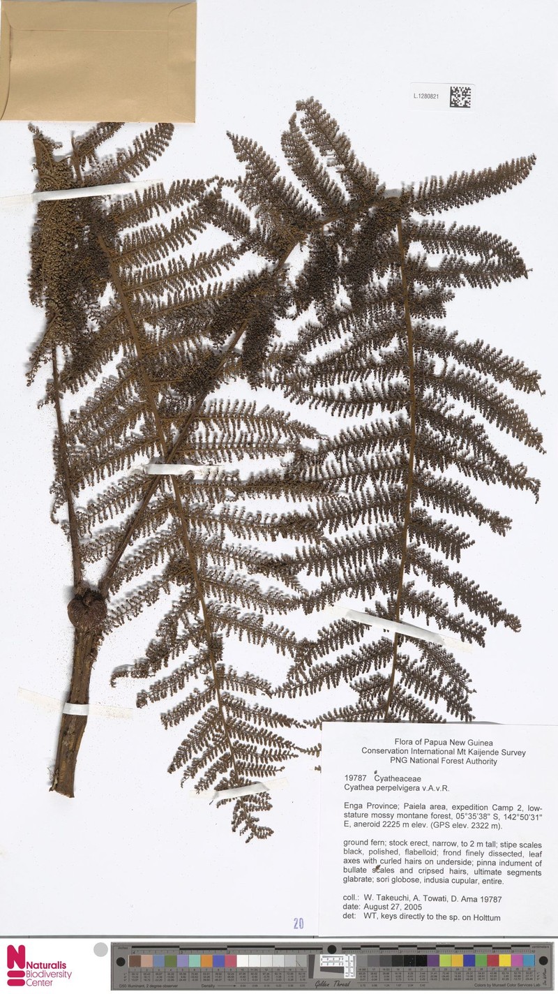 Alsophila perpelvigera photo 3