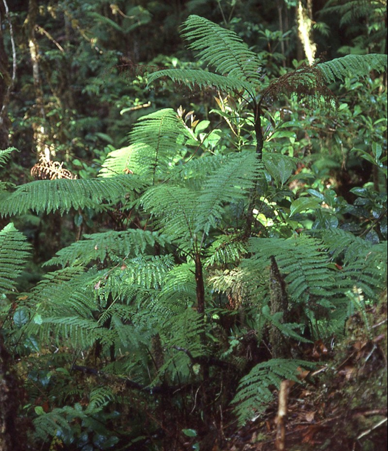 Alsophila perpelvigera