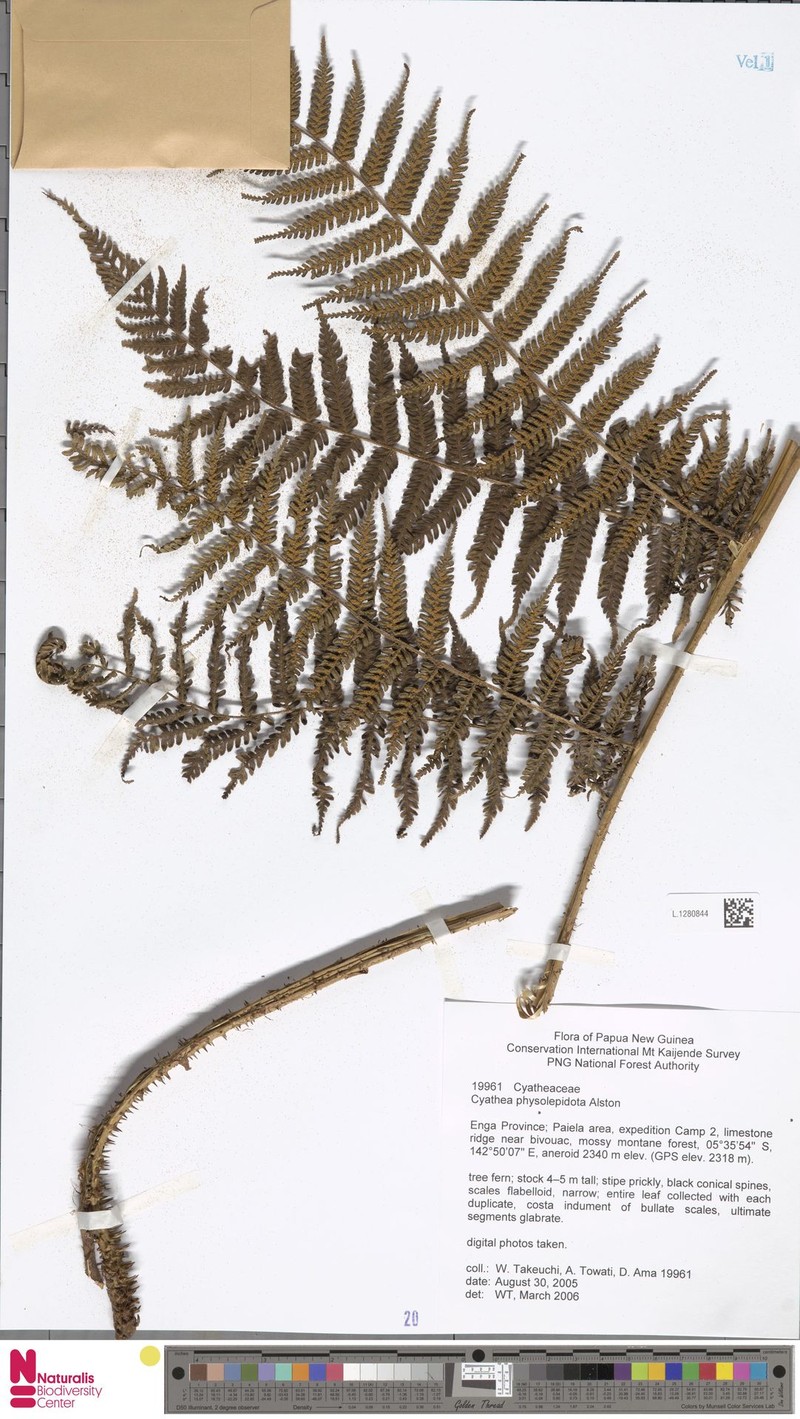 Alsophila physolepidota