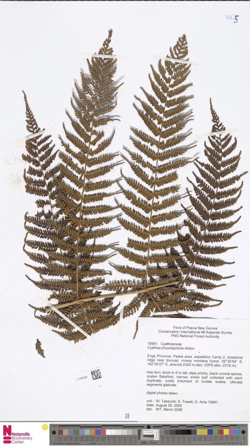 Alsophila physolepidota photo 2