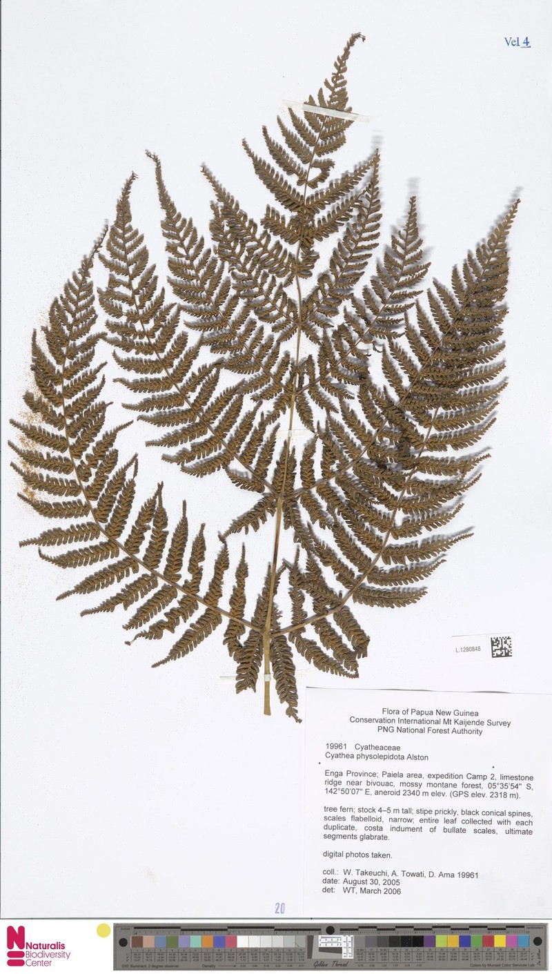 Alsophila physolepidota photo 3