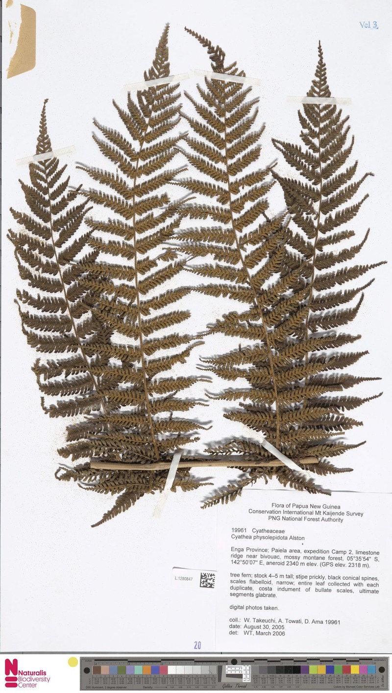 Alsophila physolepidota photo 4