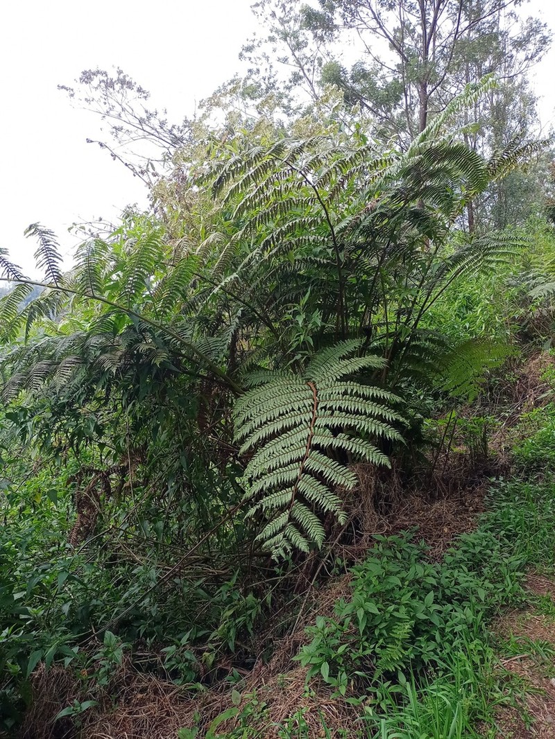 Alsophila polycarpa