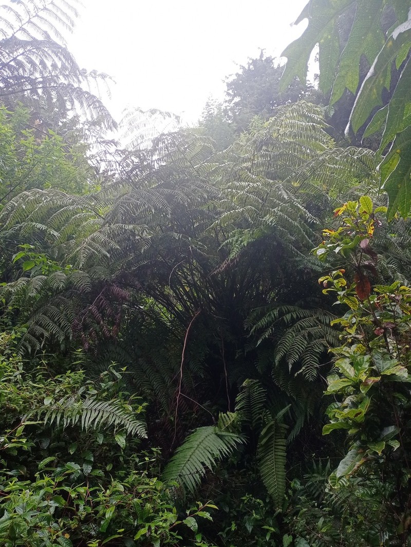 Alsophila polycarpa photo 2