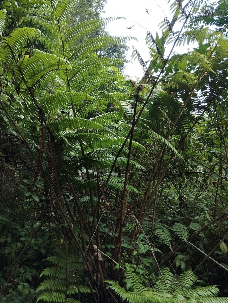 Alsophila polycarpa photo 3