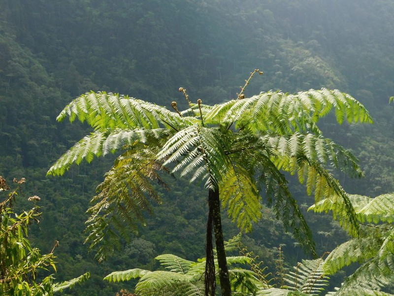 Alsophila polycarpa photo 5