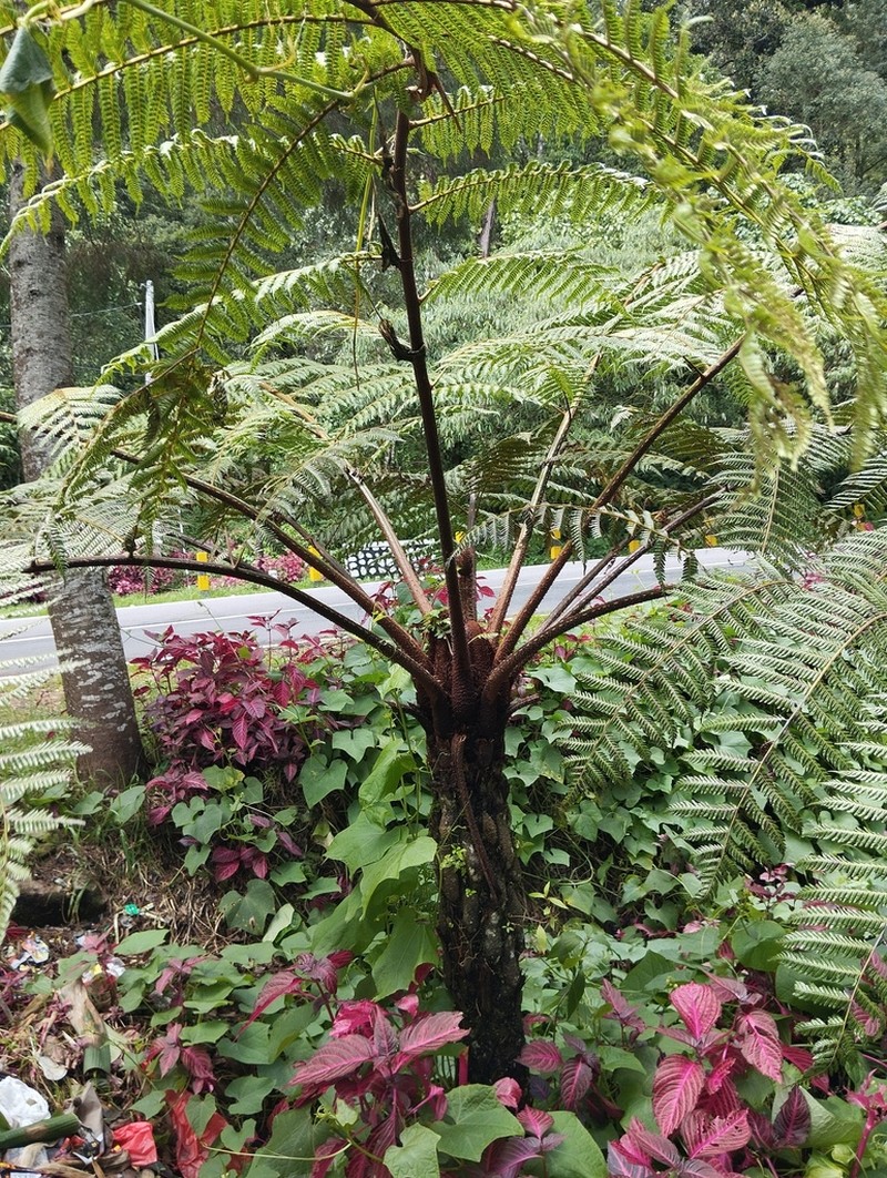 Alsophila polycarpa photo 6