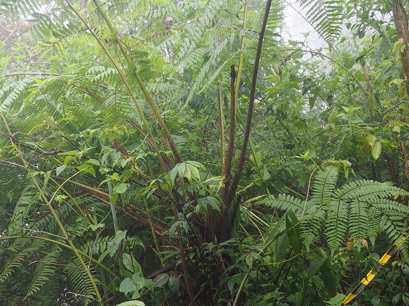Alsophila polycarpa photo 7