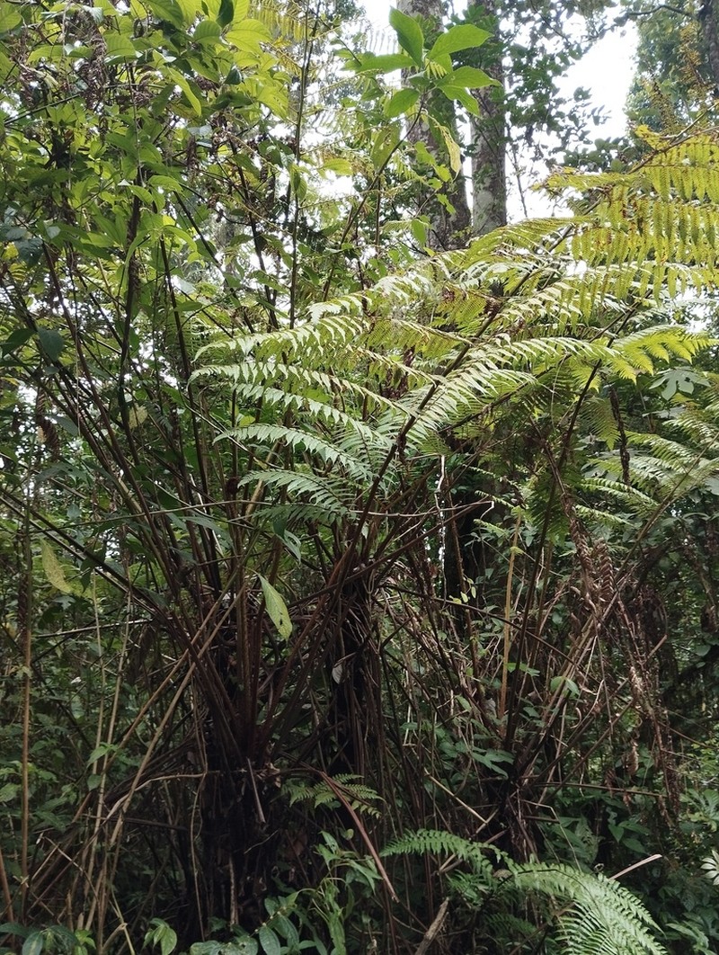 Alsophila polycarpa photo 8