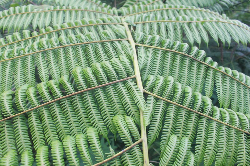 Alsophila polycarpa