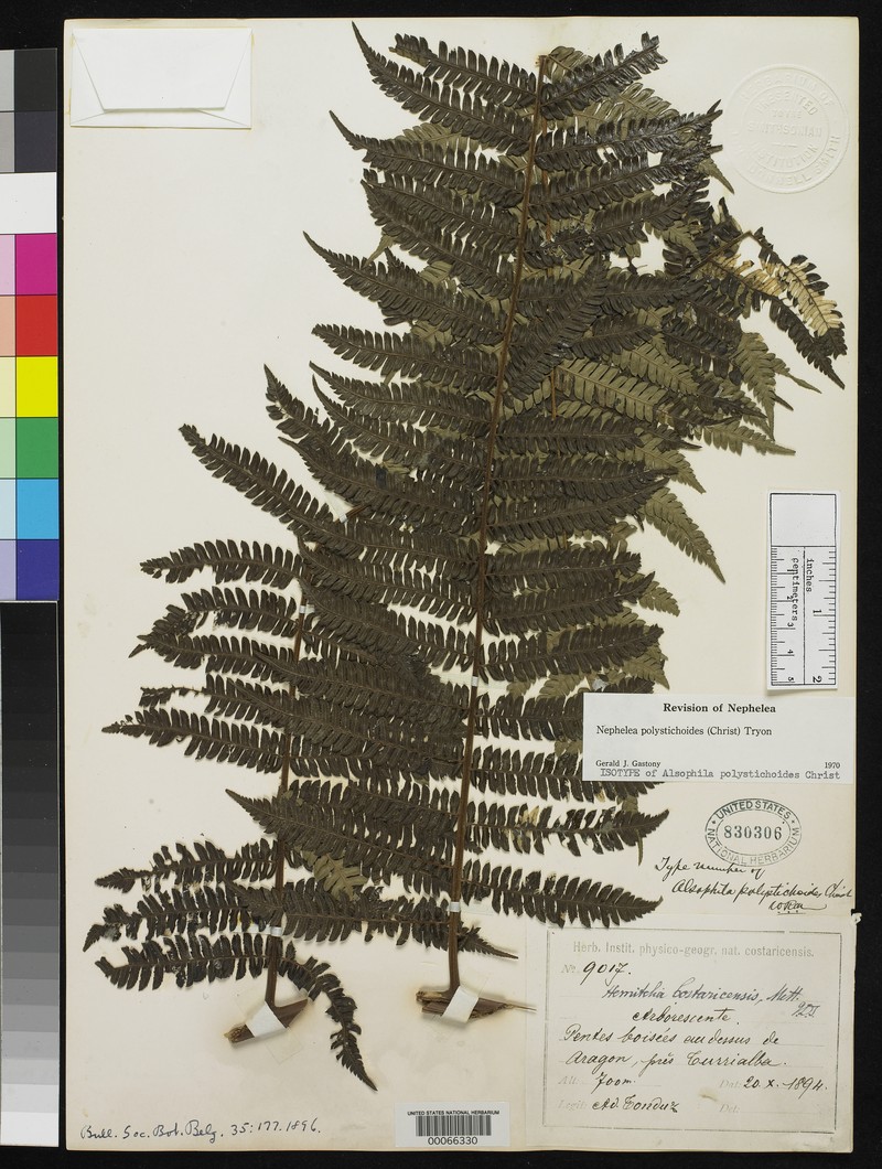 Alsophila polystichoides