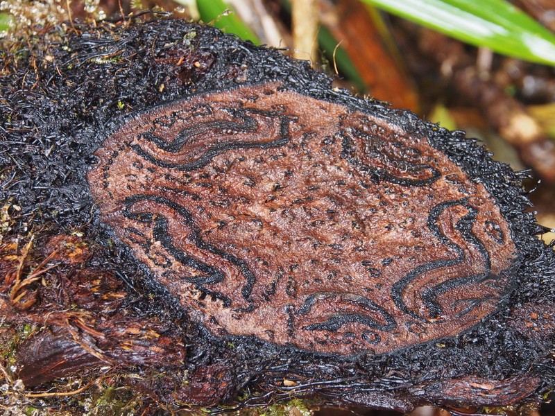 Alsophila polystichoides