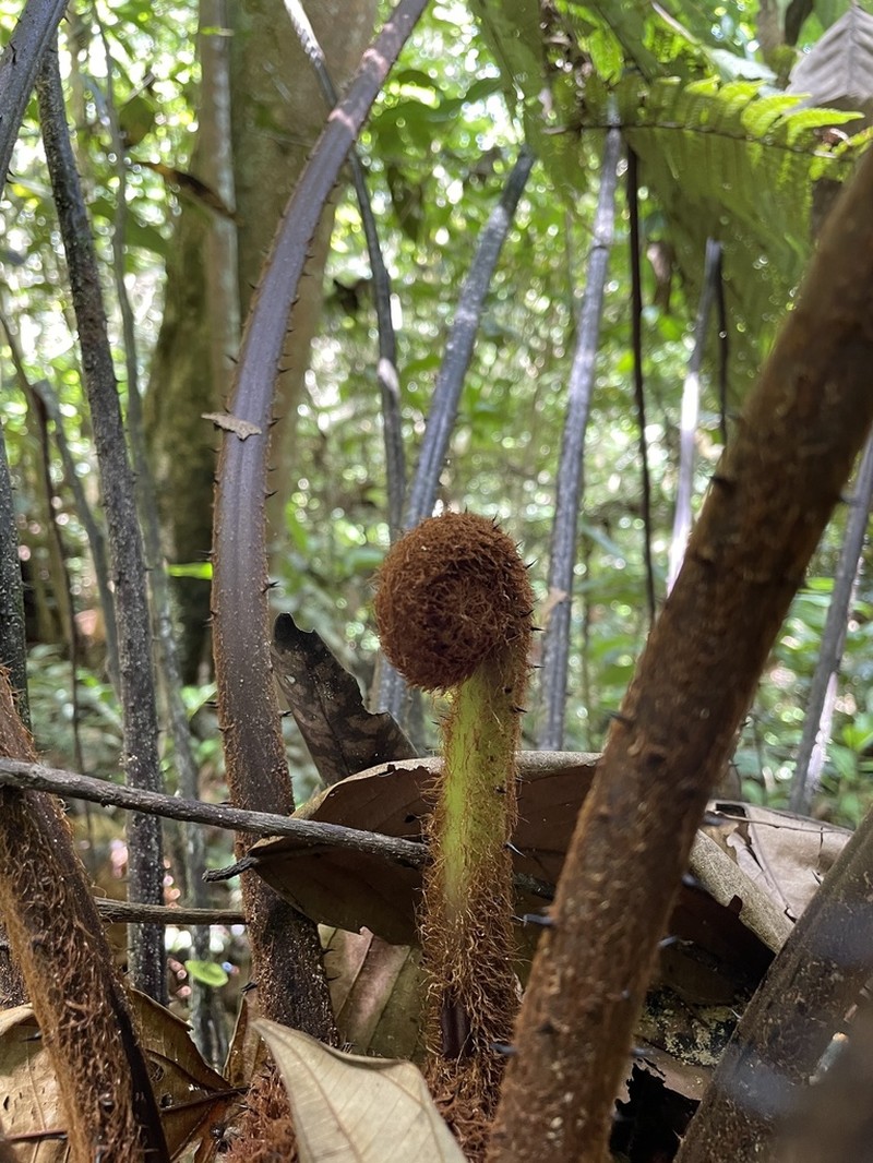Puerto Rico Alsophila