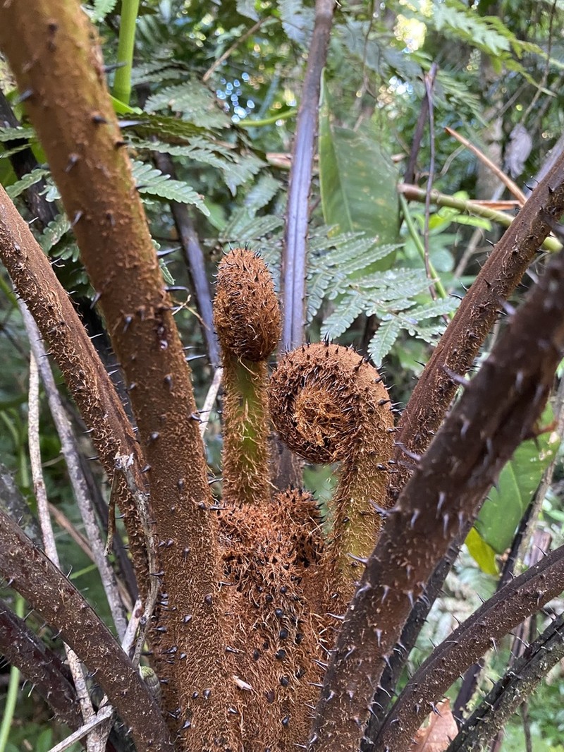 Puerto Rico Alsophila photo 4